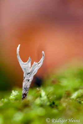 Xylaria hypoxylon (Geweihförmige Holzkeule), 19.12.2017