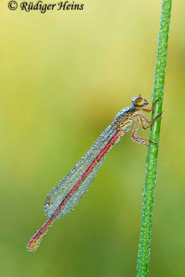 Ceriagrion tenellum (Scharlachlibelle) Weibchen, 6.7.2013