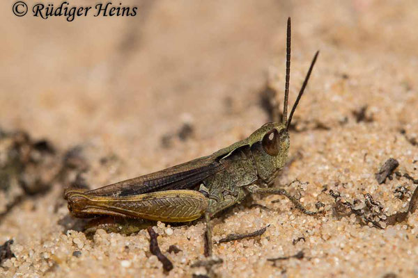 Chorthippus vagans (Steppengrashüpfer) Männchen, 23.8.2021