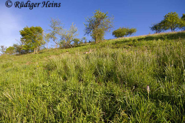 Neotinea ustulata (Brand-Knabenkraut) Habitat, 6.5.2016