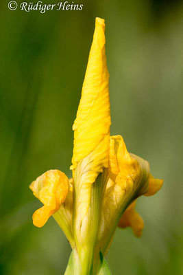 Iris pseudacorus (Sumpf-Schwertlilie), 16.6.2013
