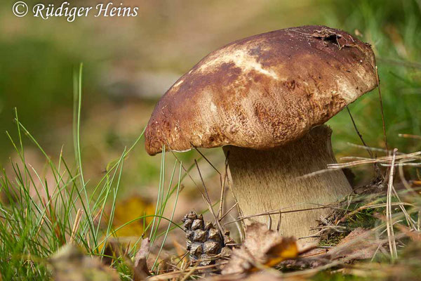 Steinpilz (Boletus edulis), 25.10.2023, Stack aus 20 Einzelaufnahmen - Makroobjektiv 100mm f/2.8