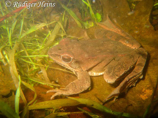 Rana dalmatina (Springfrosch) Männchen, 22.3.2010