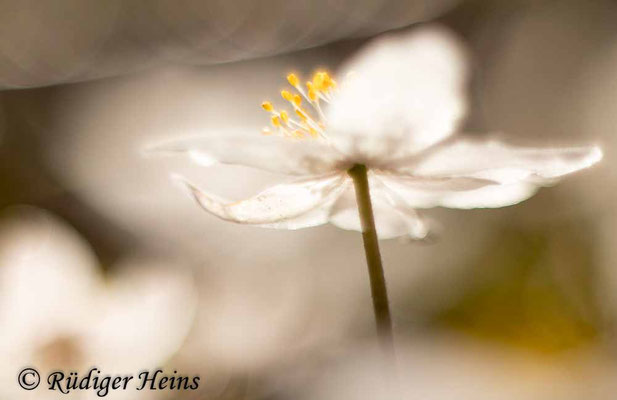 Anemone nemorosa (Buschwindröschen), 27.3.2022