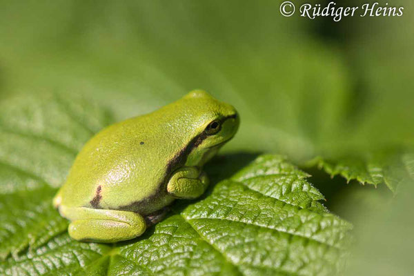 Hyla arborea (Laubfrosch), 15.7.2024