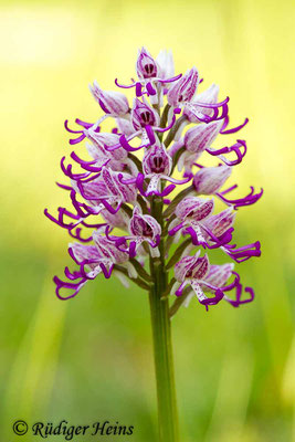 Orchis simia (Affen-Knabenkraut), 8.5.2016