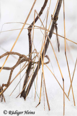 Gemeine Winterlibelle (Weibchen gut sichtbar bei Schnee), 8.12.2023 - Weitwinkelzoom 16-35mm f/4