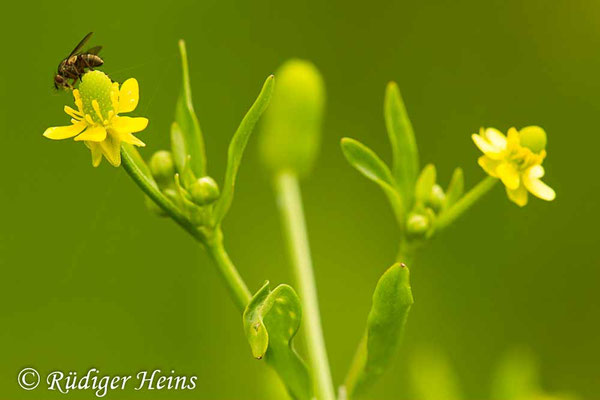 Ranunculus sceleratus (Gift-Hahnenfuß)