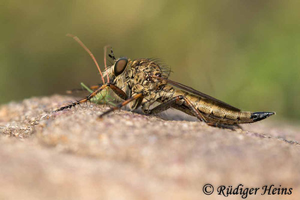 Tolmerus cingulatus (Burschen-Raubfliege) Weibchen mit Beute, 5.8.2021 