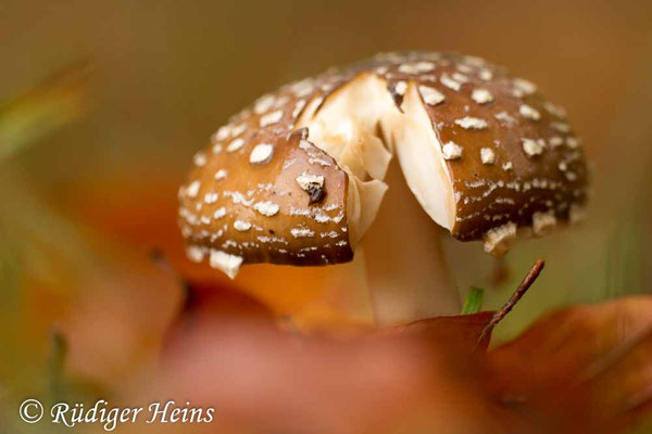 Amanita pantherina (Pantherpilz), 2.11.2019