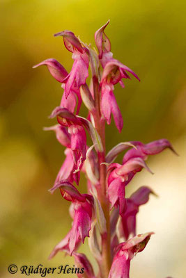 Orchis sancta (Heiliges Knabenkraut), 13.5.2015