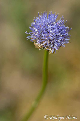 Jasione montana (Berg-Sandglöckchen), 19.6.2025