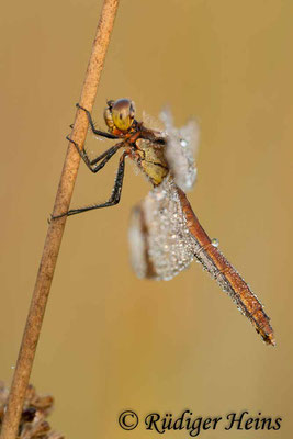 Sympetrum pedemontanum (Gebänderte Heidelibelle) Weibchen, 3.9.2011