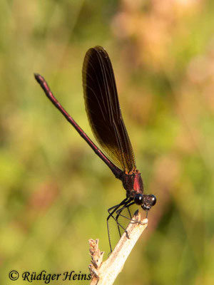 Calopteryx haemorrhoidalis (Bronzene Prachtlibelle) Männchen, 20.6.2017