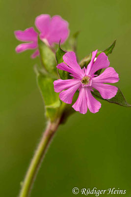 Silene dioica, Rote Lichtnelke