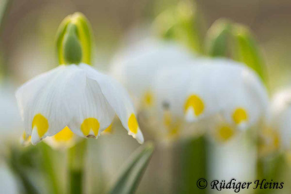 Leucojum vernum (Frühlingsknotenblume oder Märzenbecher), 26.3.2016