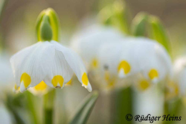 Leucojum vernum (Frühlingsknotenblume oder Märzenbecher)
