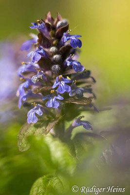 Ajuga reptans (Kriechender Günsel), 12.5.2019
