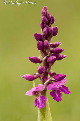 Orchis mascula (Männliches Knabenkraut), 5.5.2013