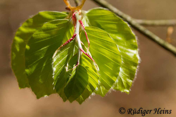 Fagus sylvatica (Rotbuche), 22.4.2019