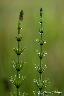 Equisetum palustre (Sumpf-Schachtelhalm), 22.5.2016