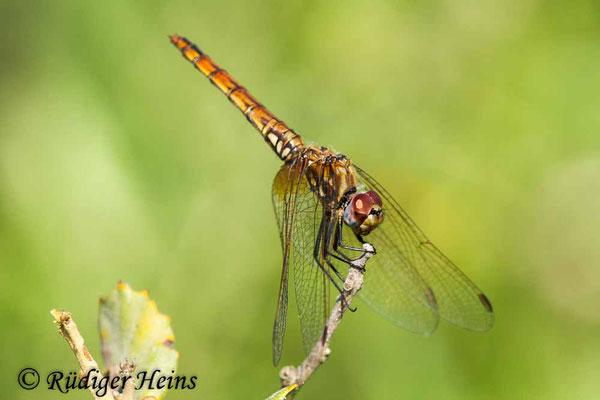Trithemis annulata (Violetter Sonnenzeiger) Weibchen, 21.6.2018