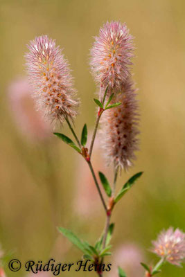 Trifolium arvense (Hasen-Klee)