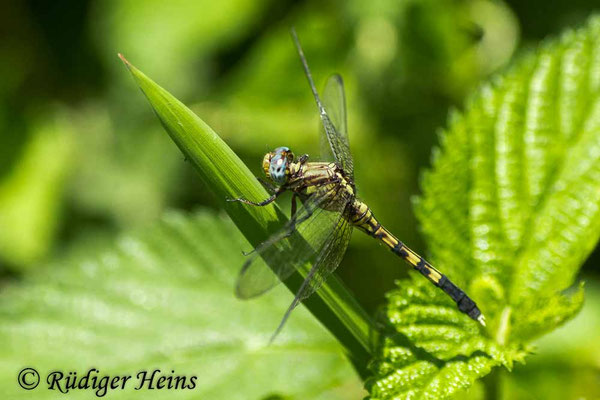 Orthetrum julia falsum (Julia Blaupfeil) Weibchen