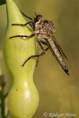 Neoepitriptus arthriticus (Seiden-Raubfliege) Weibchen