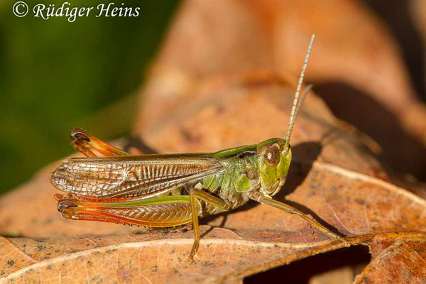 Stenobothrus lineatus (Heidegrashüpfer) Männchen, 14.9.2017