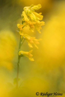 Pseudofumaria lutea (Gelber Lerchensporn), 14.10.2020