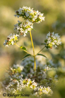 Origanum vulgare (Echter Dost), 31.7.2020