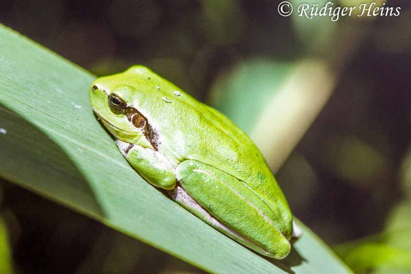 Hyla meridionalis (Mittelmeer-Laubfrosch), 14.7.1988 (Scan von Dia)