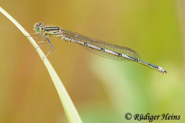 Erythromma lindenii (Pokaljungfer, Saphirauge) Männchen, 5.7.2009