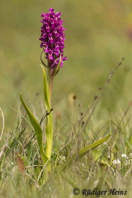 Dactylorhiza incarnata (Fleischfarbene Fingerwurz), 5.6.2014