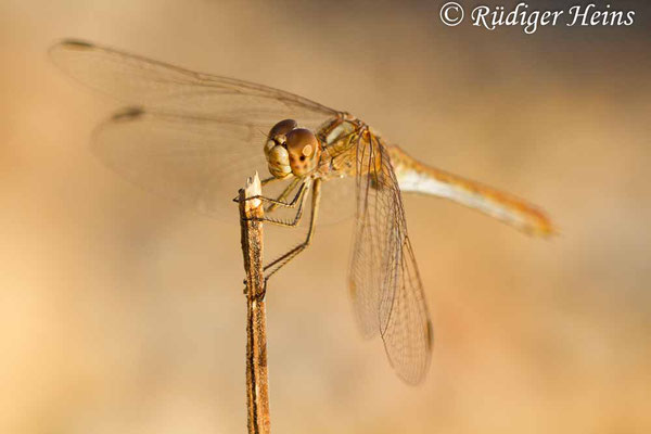 Sympetrum meridionale (Südliche Heidelibelle) Weibchen, 13.10.2013