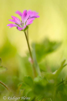Geranium molle (Weicher Storchschnabel), 11.5.2017