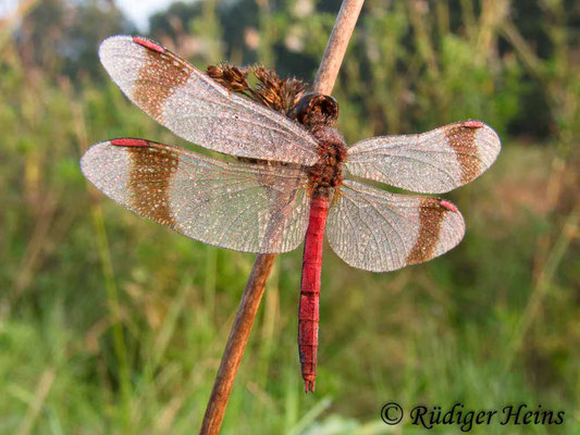 Sympetrum pedemontanum (Gebänderte Heidelibelle) Männchen, 16.9.2012