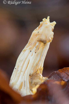 Helvella crispa (Herbst-Lorchel), 19.12.2020
