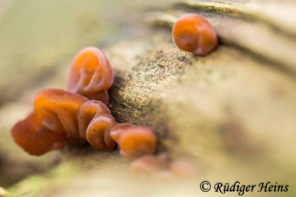 Auricularia auricula-judae (Judasohr), 11.12.2021