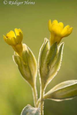 Primula veris (Echte Schlüsselblume), 26.4.2020