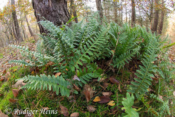 Polypodium vulgare (Gewöhnlicher Tüpfelfarn), 7.11.2020