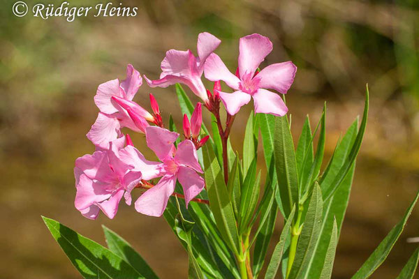 Nerium oleander (Oleander), 9.7.2010