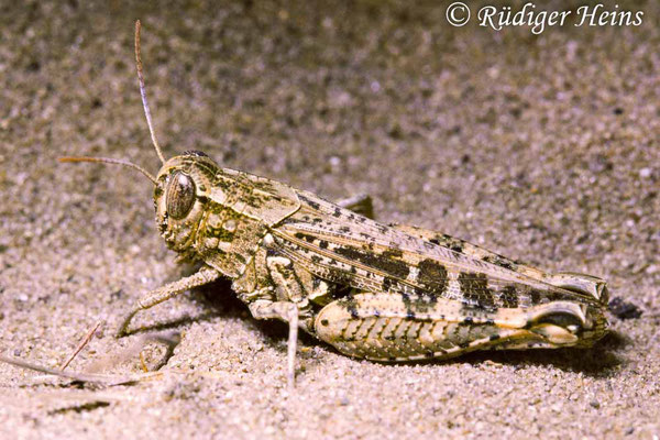 Calliptamus italicus (Italienische Schönschrecke) Weibchen, 1.9.1990 (Scan vom Dia)