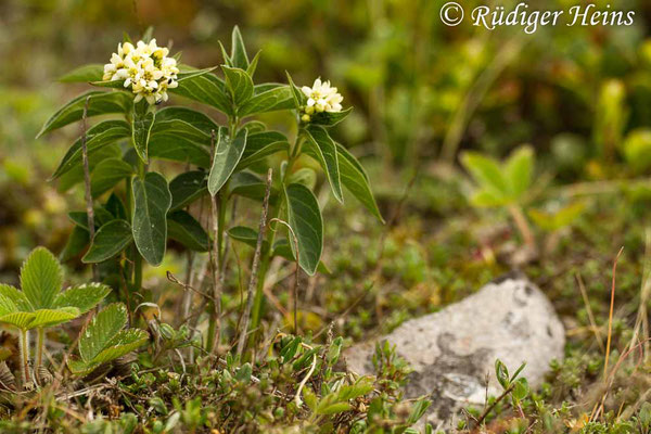 Vincetoxicum hirundinaria (Schwalbenwurz), 31.5.2014