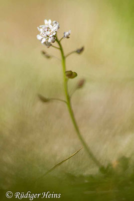 Capsella bursa-pastoris (Hirtentäschelkraut), 13.5.2019