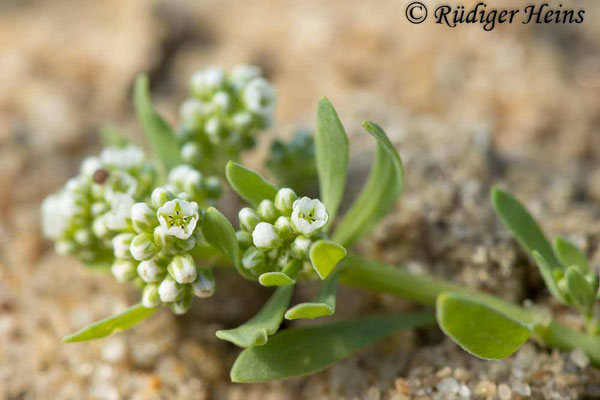 Corrigiola litoralis (Gemeiner Hirschsprung), 6.8.2024