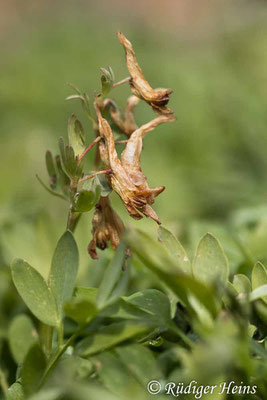 Corydalis solida (Gefingerter Lerchensporn), 30.4.2021