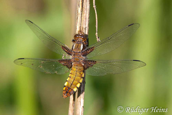 Libellula depressa, Plattbauch, Weibchen