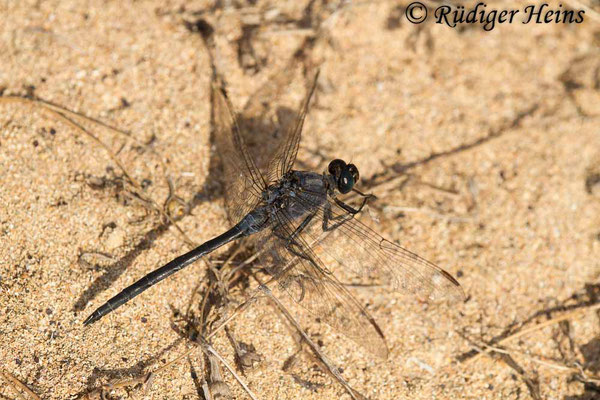 Orthetrum trinacria (Langer Blaupfeil) Männchen, 24.6.2018